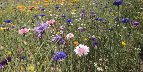 Bloemen